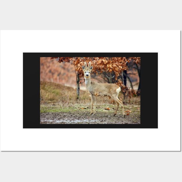 Roe deer family Wall Art by naturalis